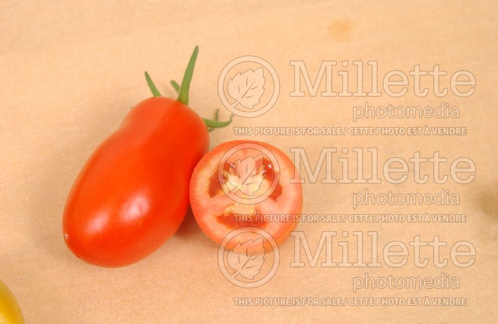 Solanum San Marzano (Tomato vegetable - tomate) 1 