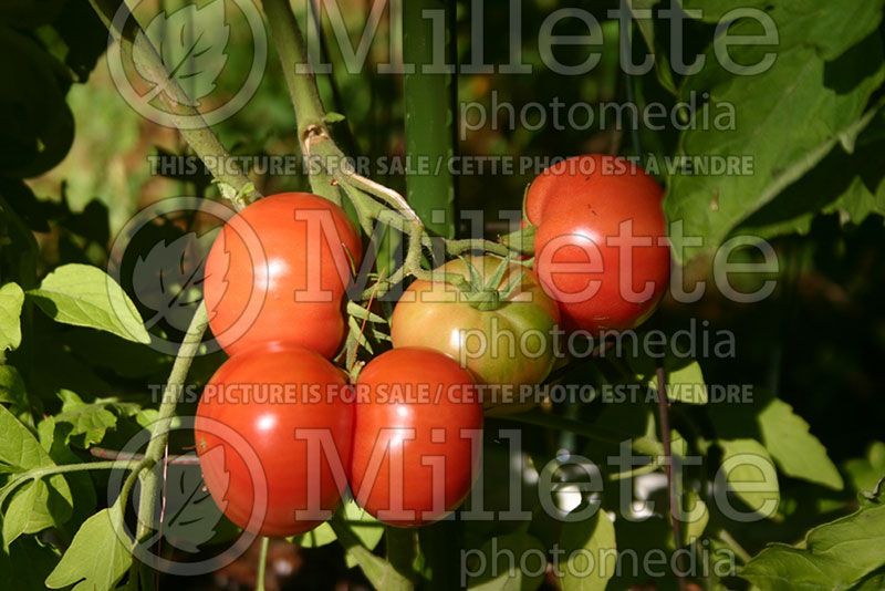 Solanum Dufresne aka Savignac (Tomato vegetable - tomate) 1  