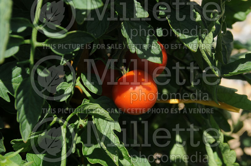 Solanum Siderno (Tomato) 1Solanum Siderno (Tomato vegetable - tomate) 1 