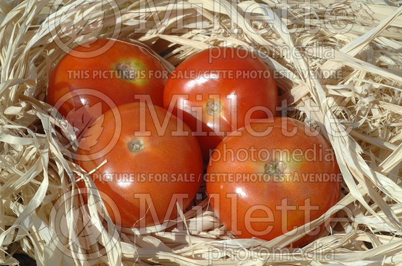 Solanum St Pierre (Tomato vegetable - tomate) 1 