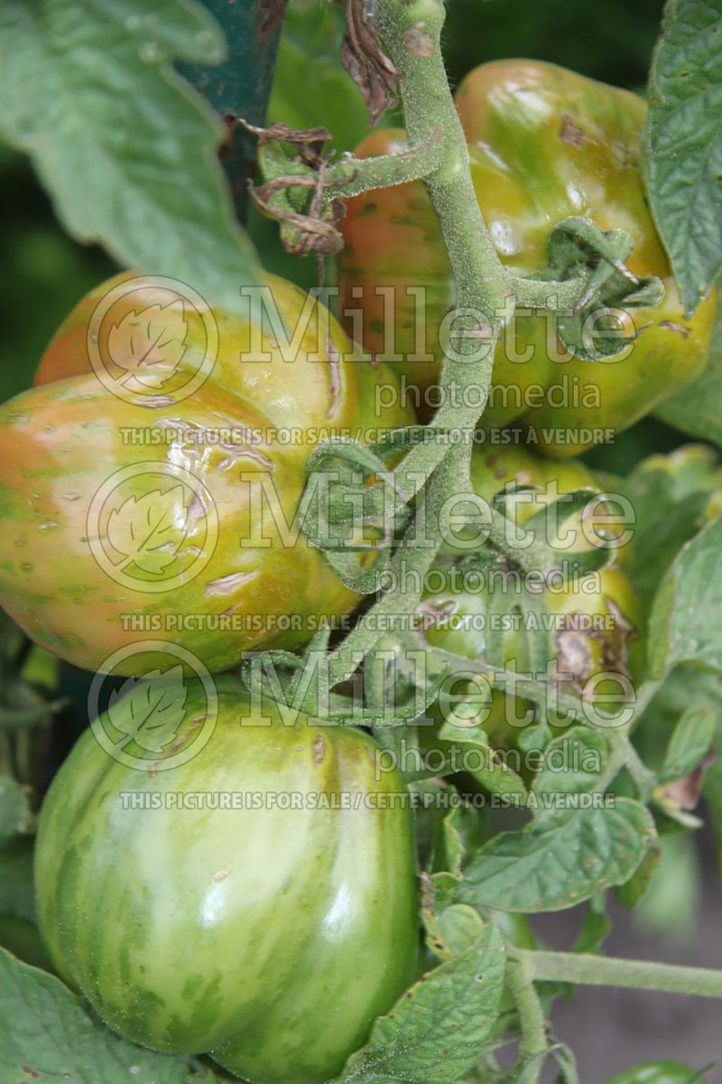 Solanum Striped Stuffer (Tomato vegetable - tomate) 1  