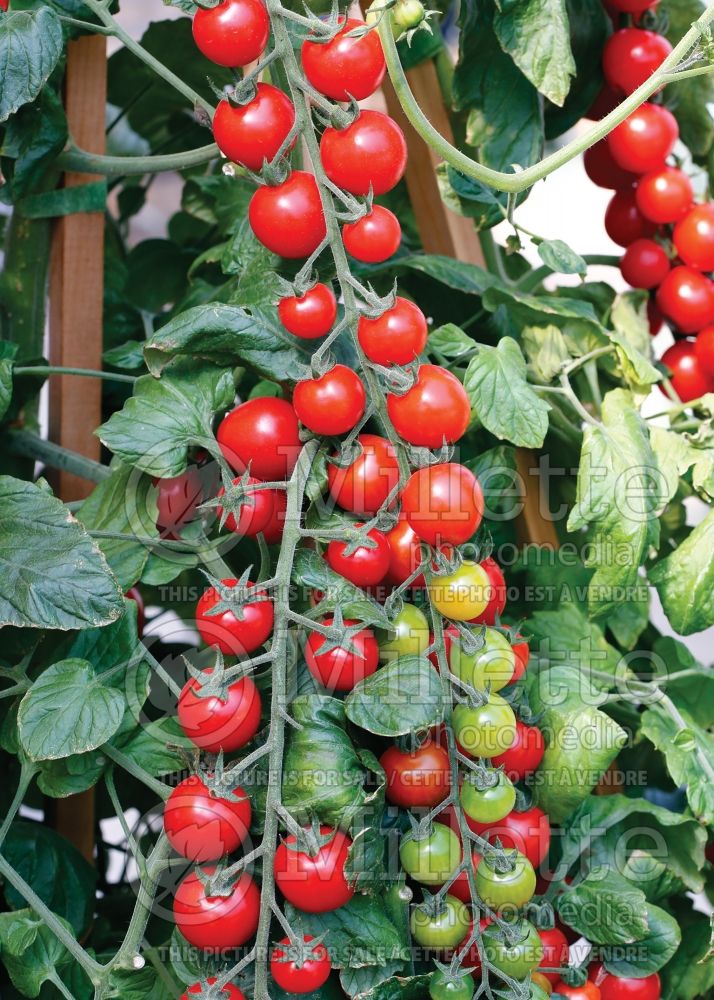 Solanum Sugar Gloss (Tomato vegetable - tomate) 1 