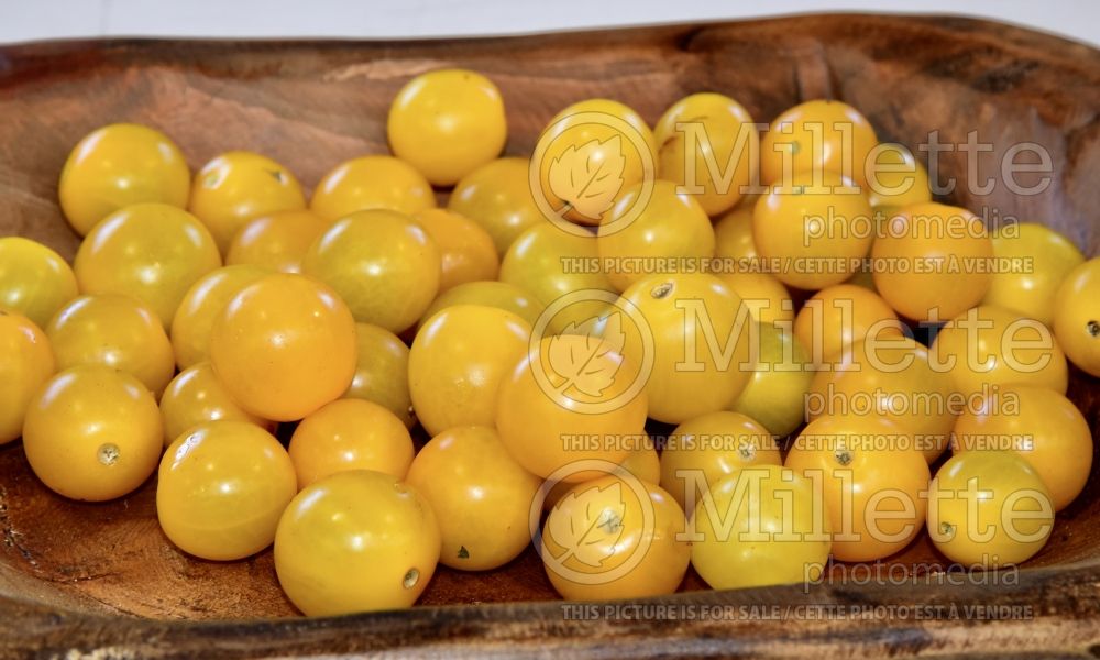 Solanum Sungold aka Sun Gold (Tomato vegetable - tomate) 3 