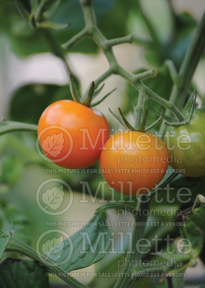 Solanum Sungold aka Sun Gold (Tomato vegetable - tomate) 2 