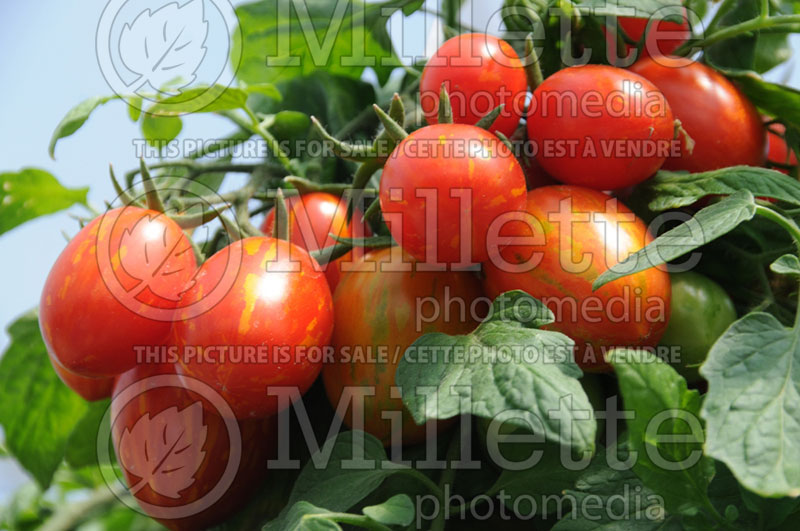 Solanum Sunset Falls (Tomato vegetable - tomate) 1  