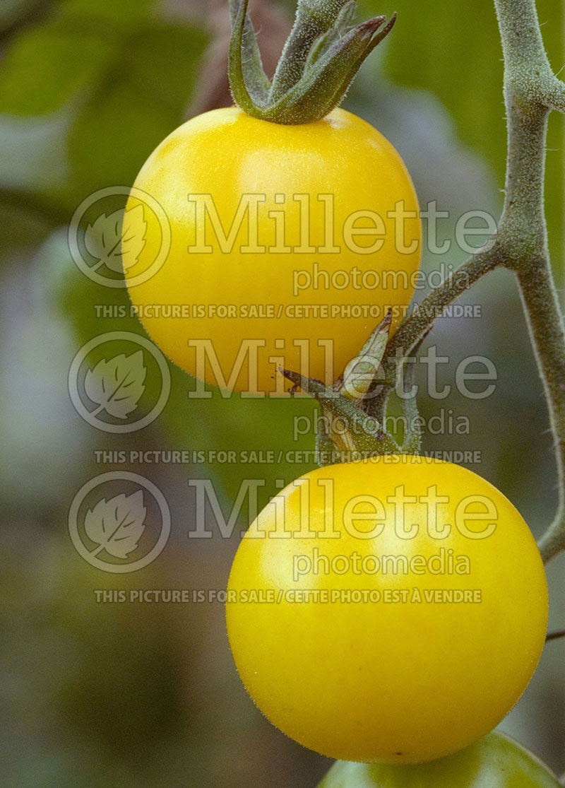 Solanum Sweet Gold (Tomato vegetable - tomate) 1