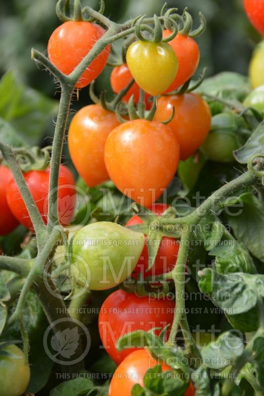 Solanum Sweet Valentine (Tomato vegetable - tomate) 1  