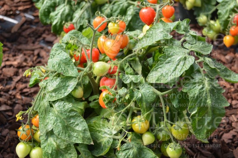 Solanum Sweet Valentine (Tomato vegetable - tomate) 2  