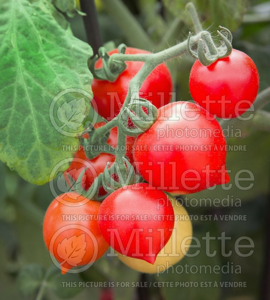 Solanum Sweet Valentine (Tomato vegetable - tomate) 3  