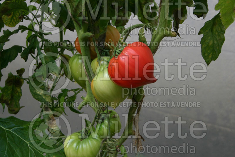 Solanum Breast of Venus aka Teton de Venus (Tomato vegetable - tomate) 1  