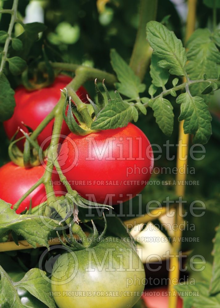 Solanum Think Pink (Tomato vegetable - tomate) 1 
