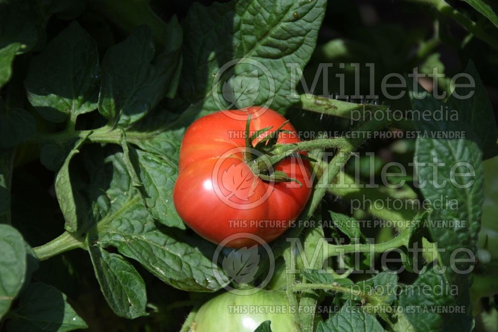 Solanum Tidy Rose (Tomato vegetable - tomate) 1  