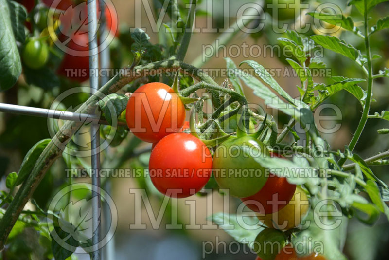 Solanum Tidy Treats (Tomato vegetable - tomate) 1  