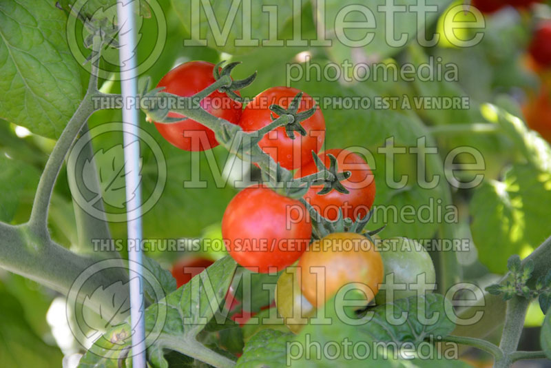 Solanum Tidy Treats (Tomato vegetable - tomate) 2  