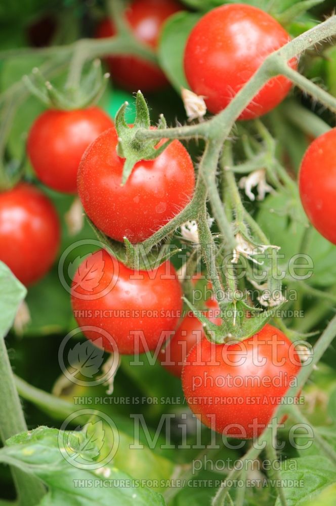 Solanum Topsy Tom (Tomato vegetable - tomate) 4  