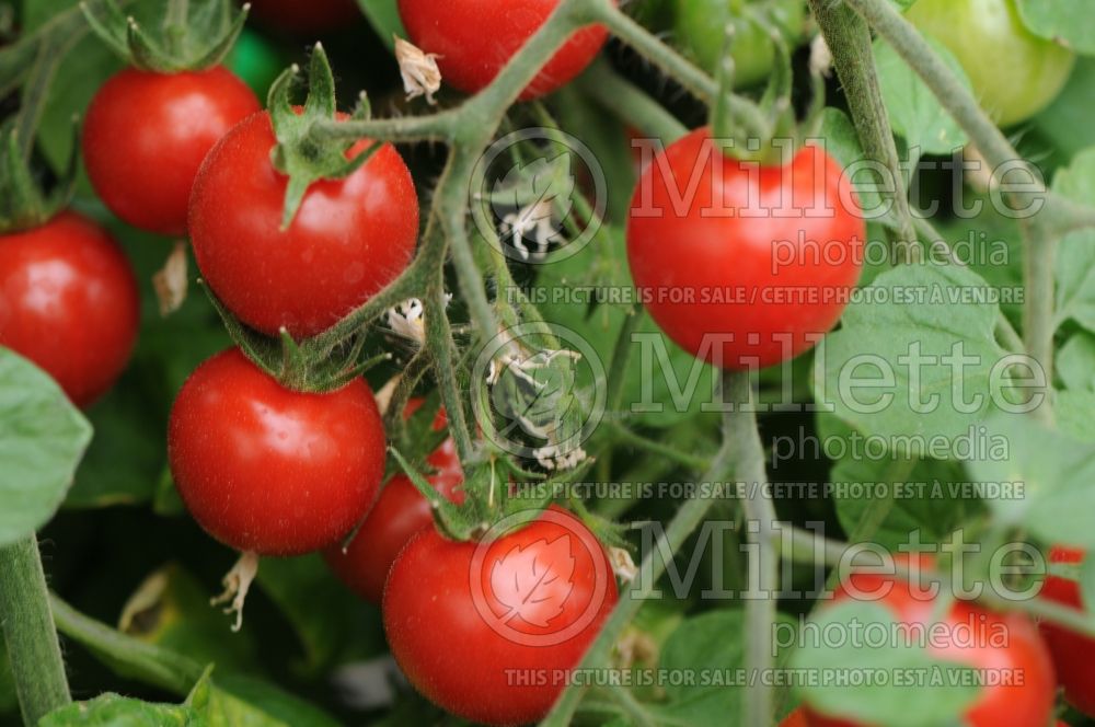 Solanum Topsy Tom (Tomato vegetable - tomate) 3  