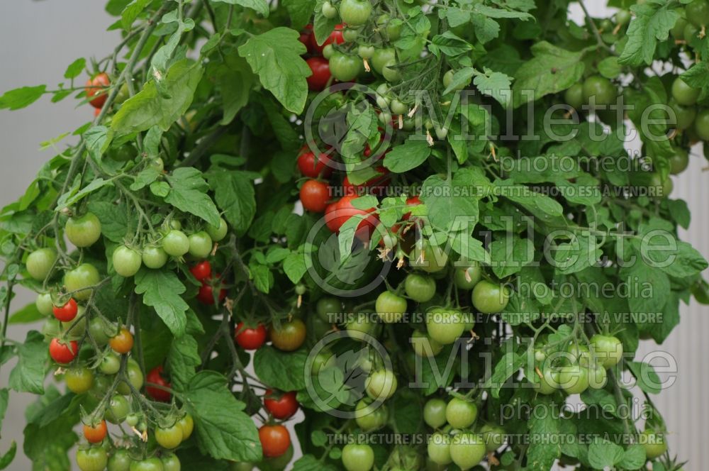 Solanum Topsy Tom (Tomato vegetable - tomate) 2  