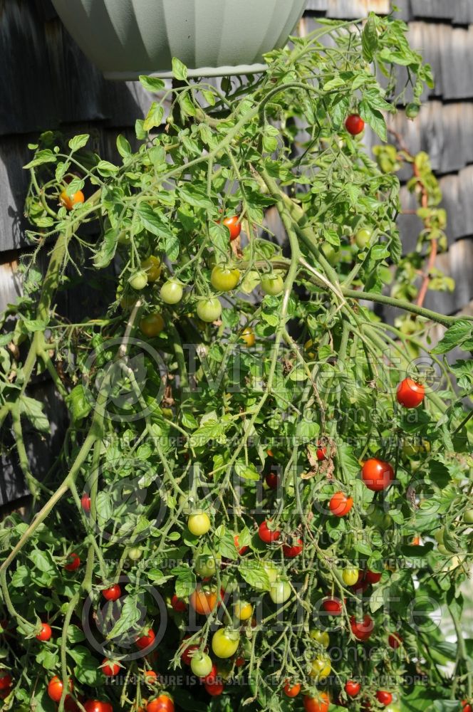 Solanum Topsy Tom (Tomato vegetable - tomate) 5  