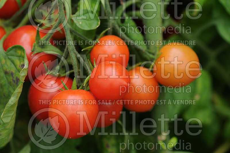 Solanum Tumbler (Tomato vegetable - tomate) 1  