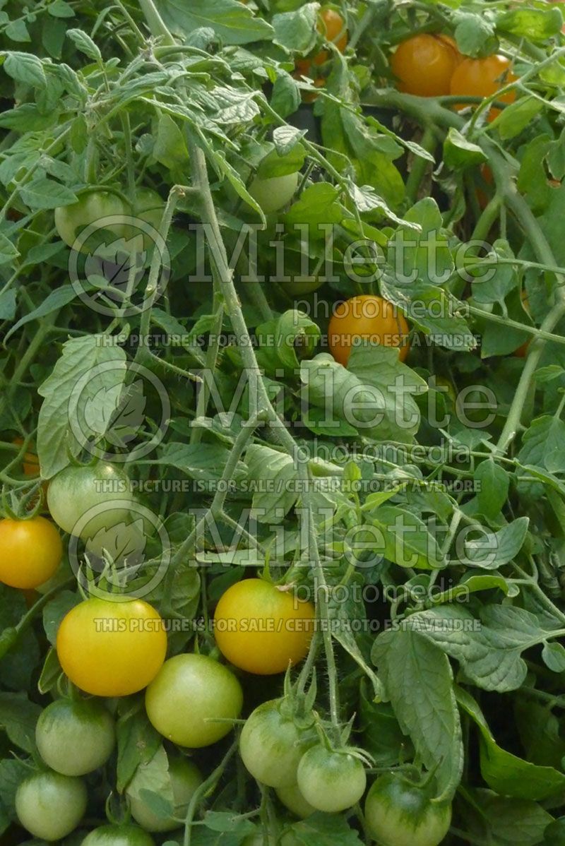 Solanum Tumbling Junior (Tomato vegetable - tomate) 3  