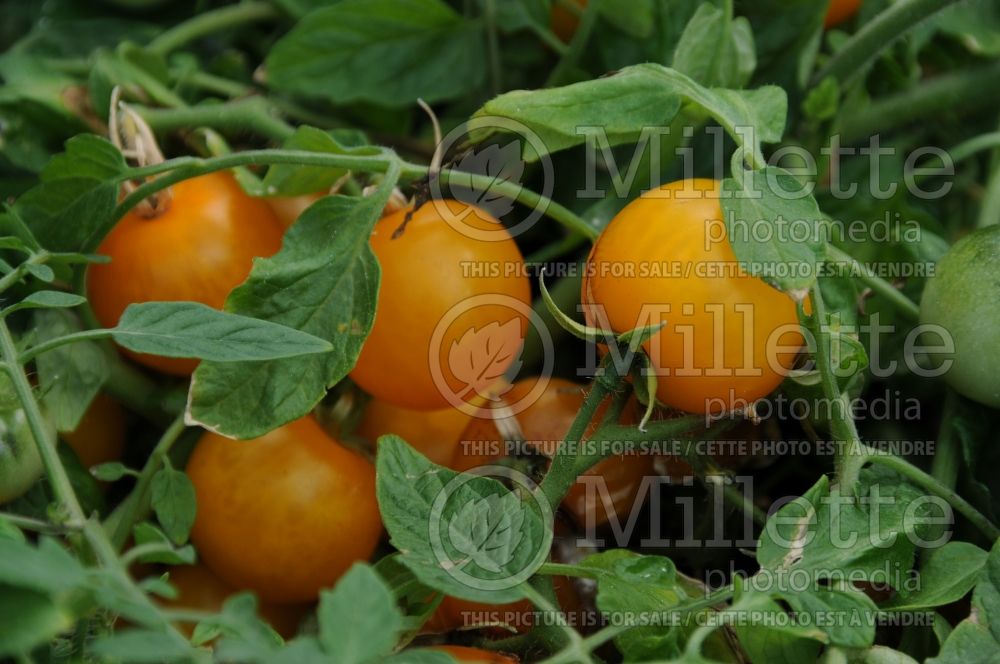 Solanum Thumbling Junior (Tomato)   1