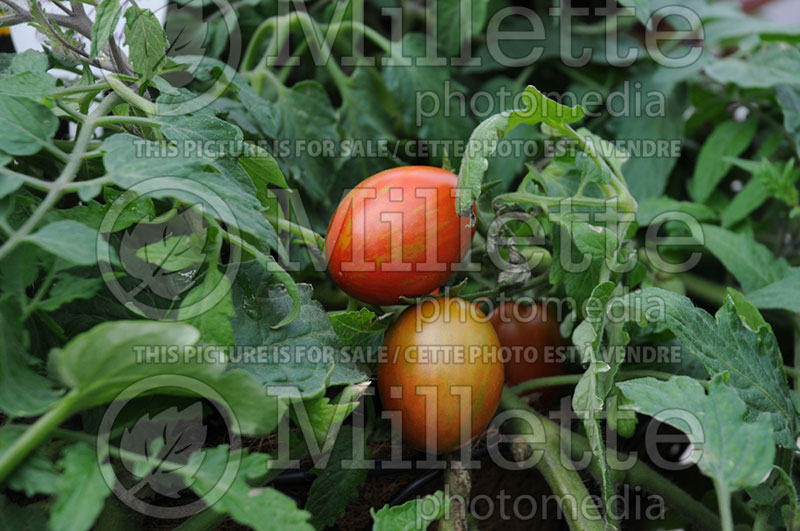 Solanum Tumbling Tiger (Tomato vegetable - tomate) 2 