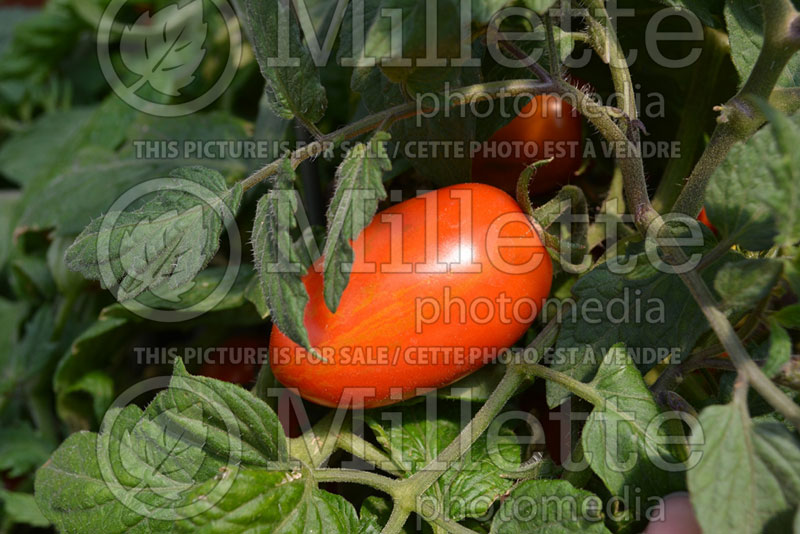 Solanum Tumbling Tiger (Tomato vegetable - tomate) 1 