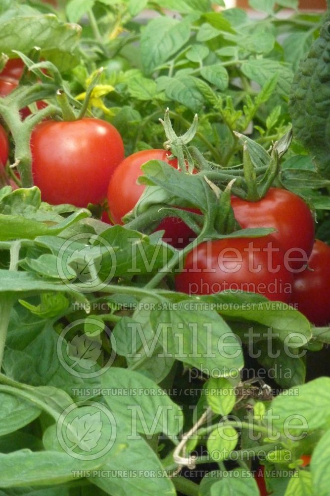 Solanum Tumbling Tom Red (Tomato vegetable - tomate) 3 