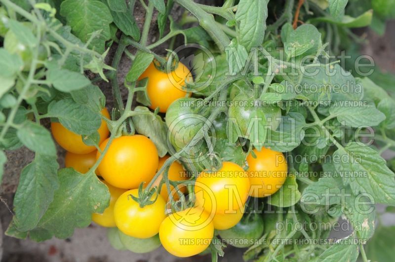 Solanum Tumbling Tom Yellow (Tomato vegetable - tomate) 1