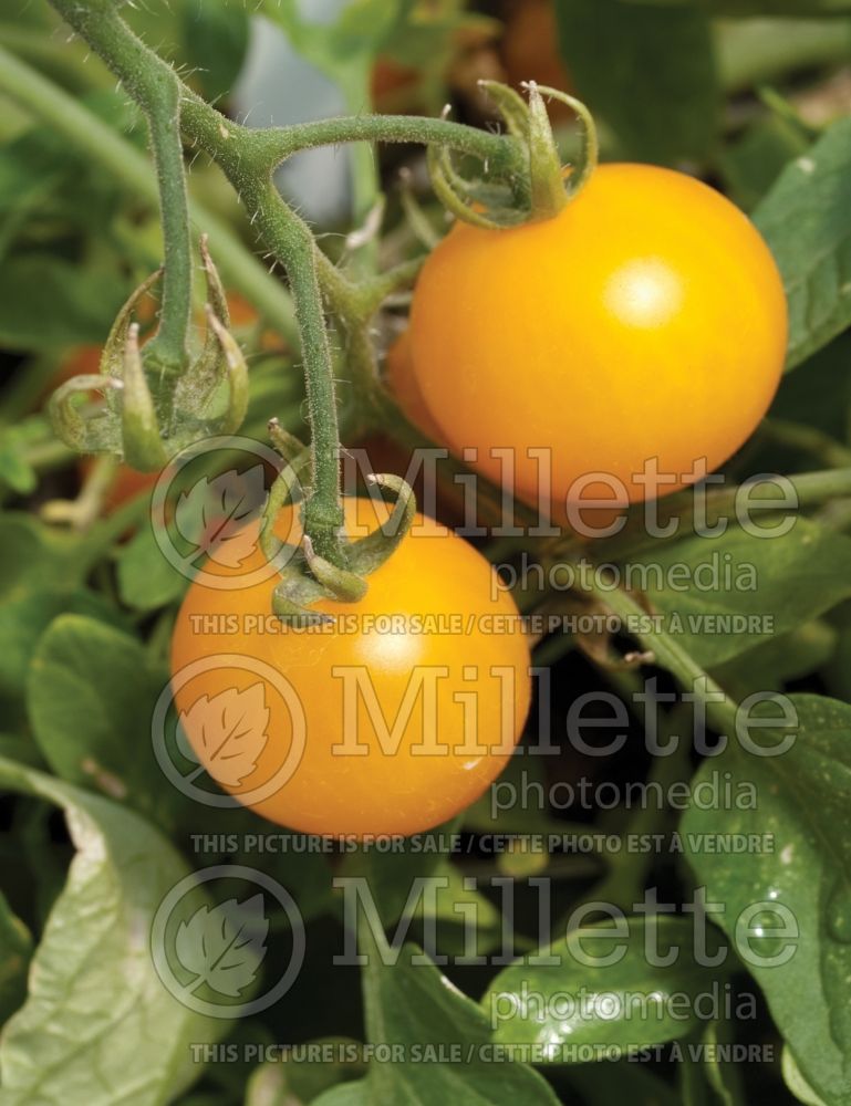 Solanum Tumbling Tom Yellow (Tomato vegetable - tomate) 4