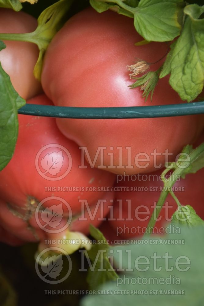 Solanum Zapotec Pink Ribbed (Tomato vegetable - tomate) 1  