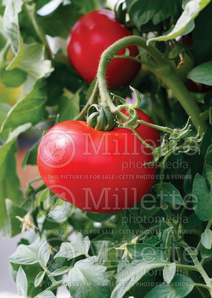 Solanum Red Pride (Tomato vegetable - tomate) 1 