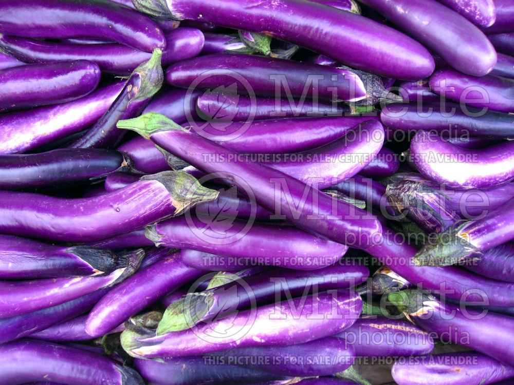 Solanum melongena (Eggplant vegetable) 4  