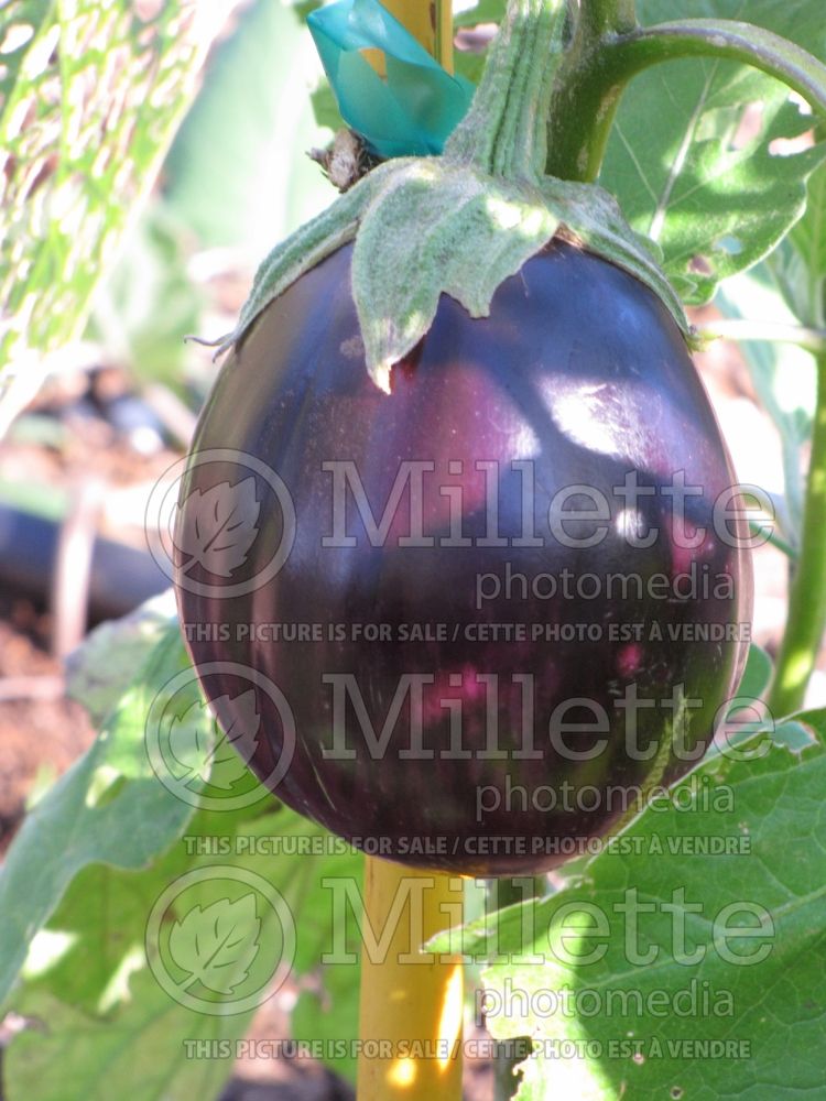 Solanum Imperial Black Beauty aka Black Beauty (eggplant vegetable) 3  
