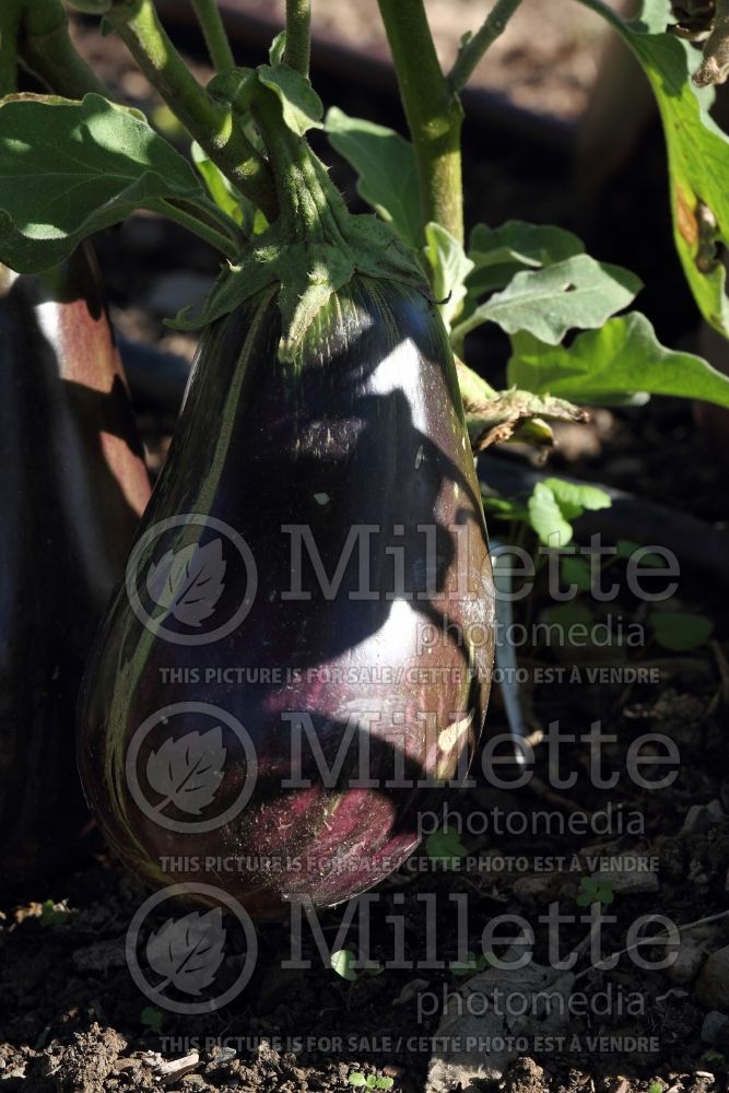 Solanum Imperial Black Beauty aka Black Beauty (Eggplant vegetable) 1  