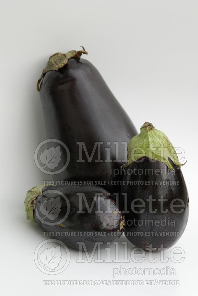 Solanum melongena (Eggplant vegetable - aubergine) 5  
