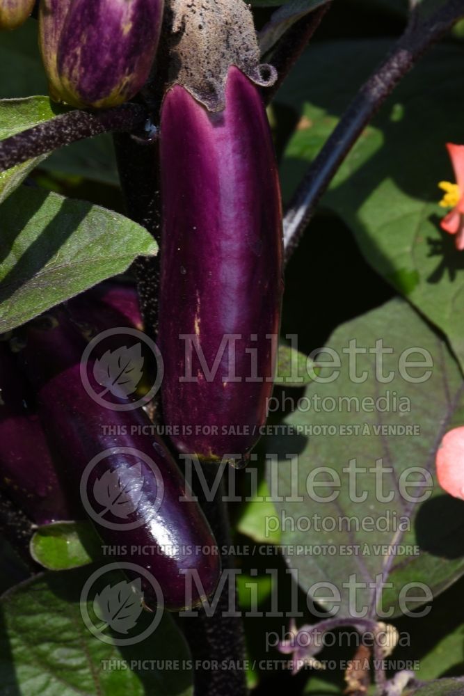Solanum Slim Jim (eggplant vegetable) 1  