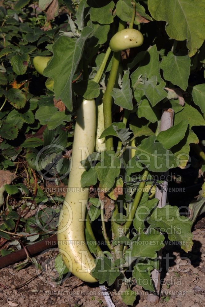 Solanum Thai Long Green (Eggplant vegetable) 1  