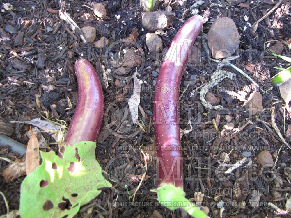 Solanum Thai Long Purple (Thai purple eggplant vegetable ) 1  