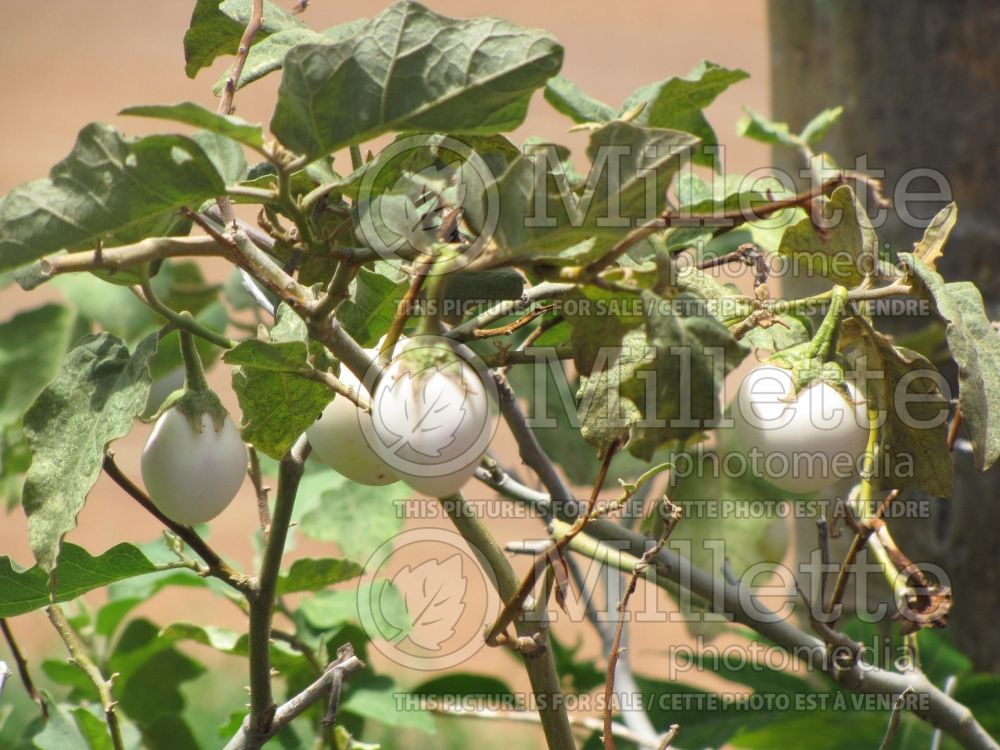 Solanum Thai White (Thai white eggplant vegetable) 1  