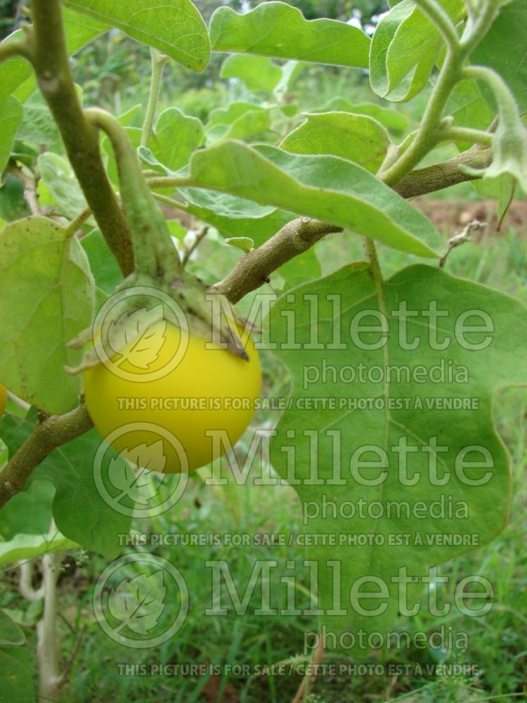 Solanum Thai Yellow (Thai Yellow eggplant vegetable) 1  