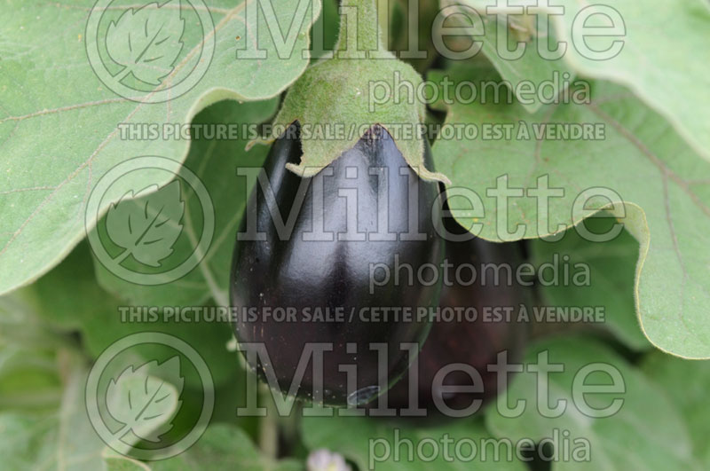 Solanum Patio Baby (Eggplant vegetable) 1  