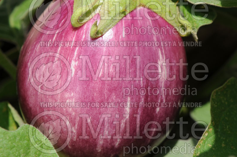 Solanum Patio Tasty Stripe (Eggplant vegetable) 1  