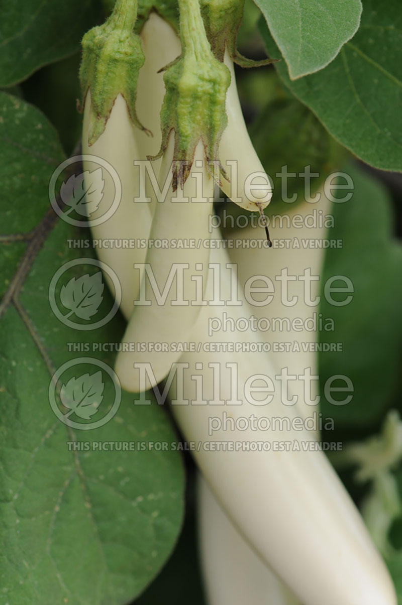 Solanum Patio Tasty White (Eggplant vegetable) 1  