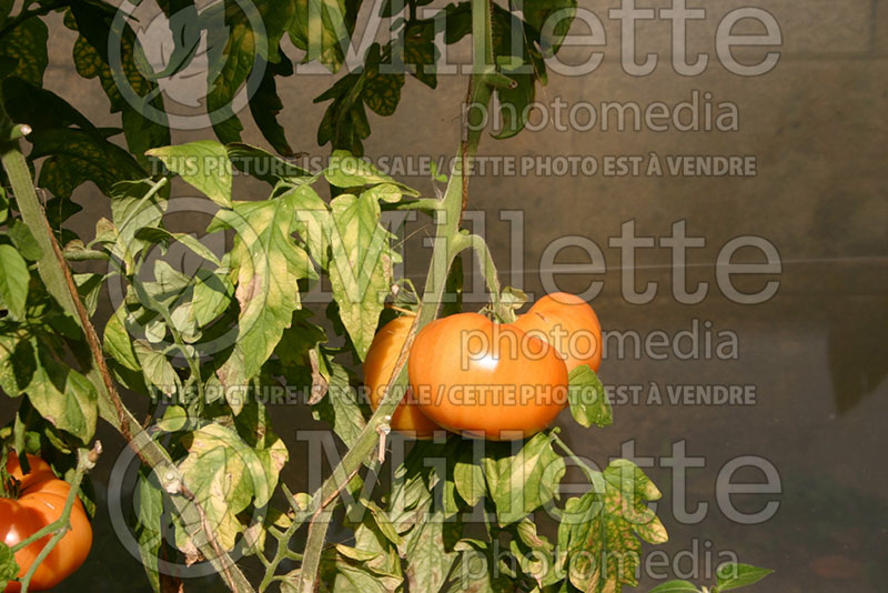 Solanum Big Orange (Tomato vegetable - tomate) 1  