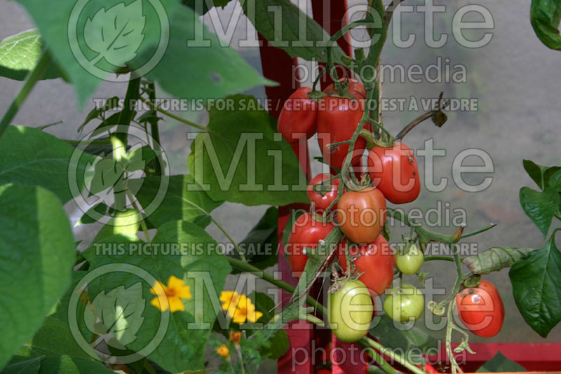 Solanum Canary Rose (Tomato vegetable - tomate) 1  