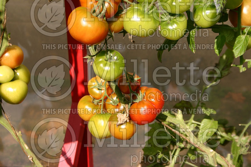 Solanum Cuban Black (Tomato vegetable - tomate) 1 