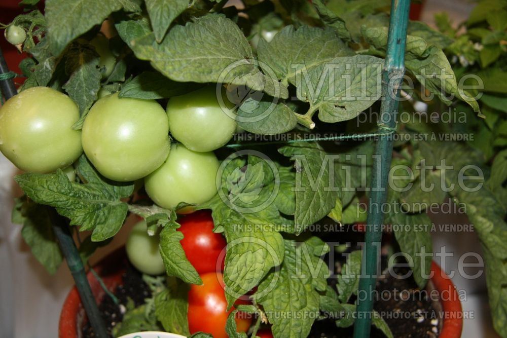 Solanum Mega Bite (Tomato vegetable - tomate) 3 