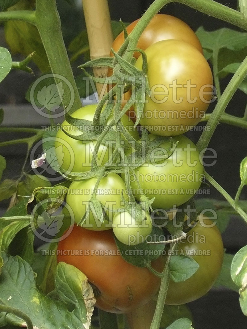 Solanum Moneymaker (Tomato vegetable - tomate) 1  