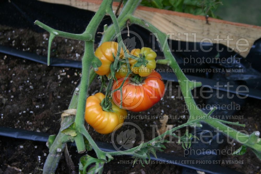 Solanum Northern Lights (Tomato vegetable - tomate) 1 